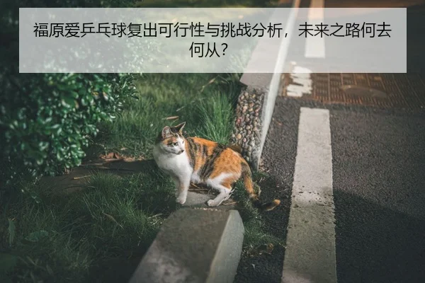 福原爱乒乓球复出可行性与挑战分析，未来之路何去何从？