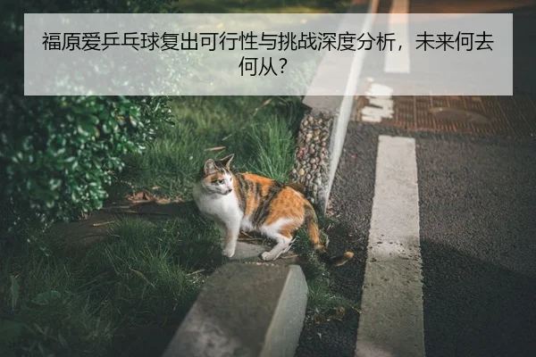 福原爱乒乓球复出可行性与挑战深度分析，未来何去何从？